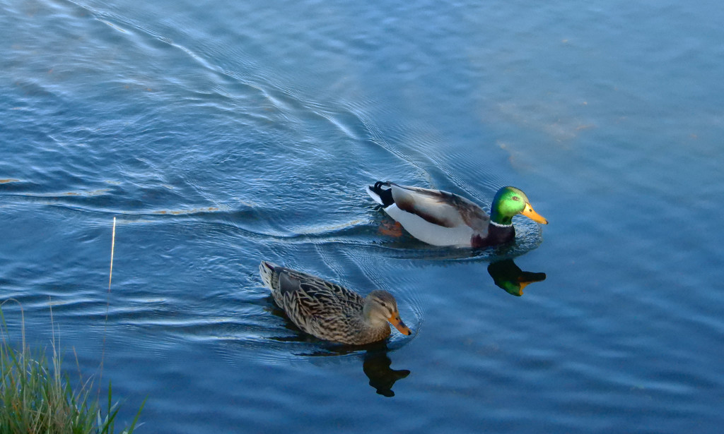 A pair of ducks by busylady