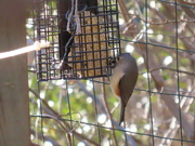 5th Jan 2021 - Tufted Titmouse
