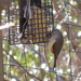 Tufted Titmouse by kimhearn