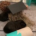 Guinea Pigs by cataylor41
