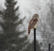 5th Jan 2021 - Barred Owl