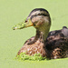 Floating on Duck Weed by shepherdmanswife