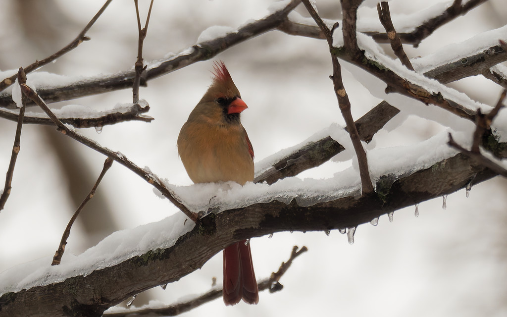 northern cardinal  by rminer