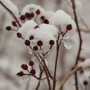 5th Jan 2021 - berry snowcone