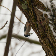 5th Jan 2021 - White-breasted nuthatch in a tree