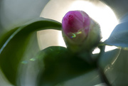 4th Jan 2021 - Camellia Bud Spotlight