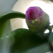 Camellia Bud Spotlight by k9photo