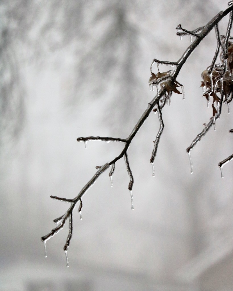January 5: Freezing Fog by daisymiller