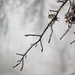 January 5: Freezing Fog by daisymiller