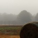 Not Any Gorillas In This Mist by grammyn