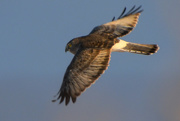 4th Jan 2021 - Eye of the Northern Harrier