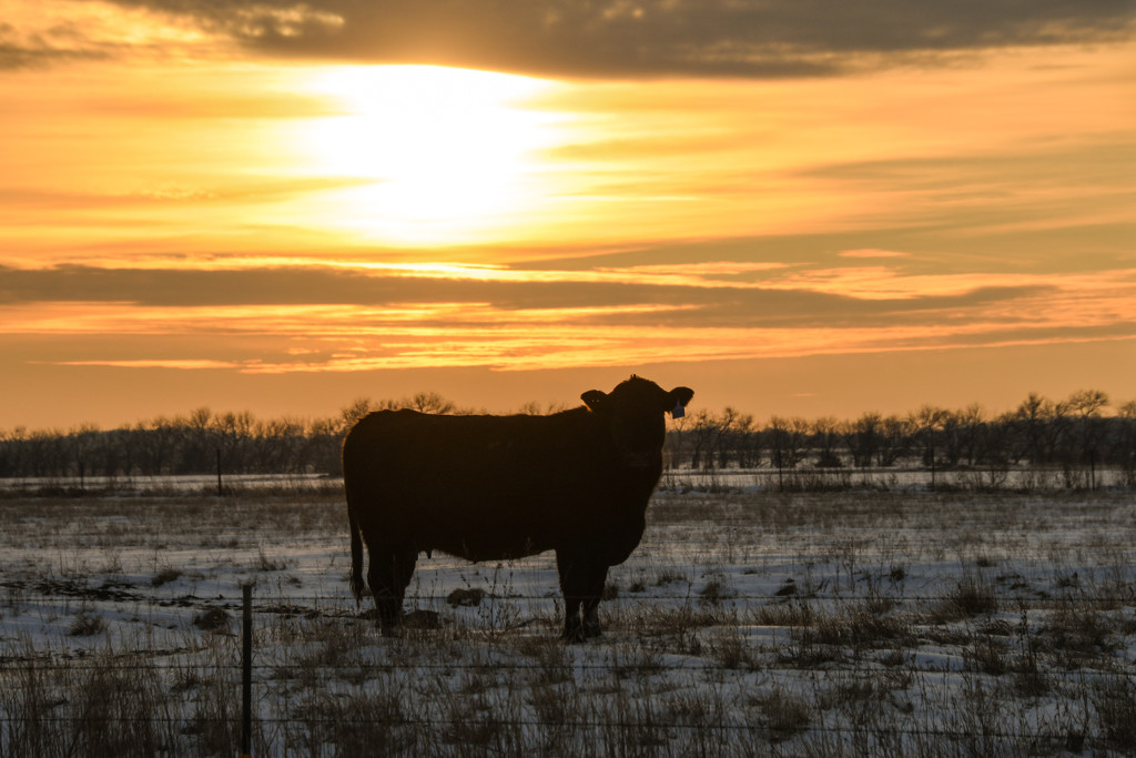 Cow in the Snow and Sunset by kareenking
