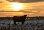 3rd Jan 2021 - Cow in the Snow and Sunset