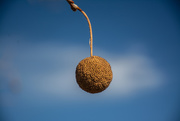 5th Jan 2021 - Sycamore seed...