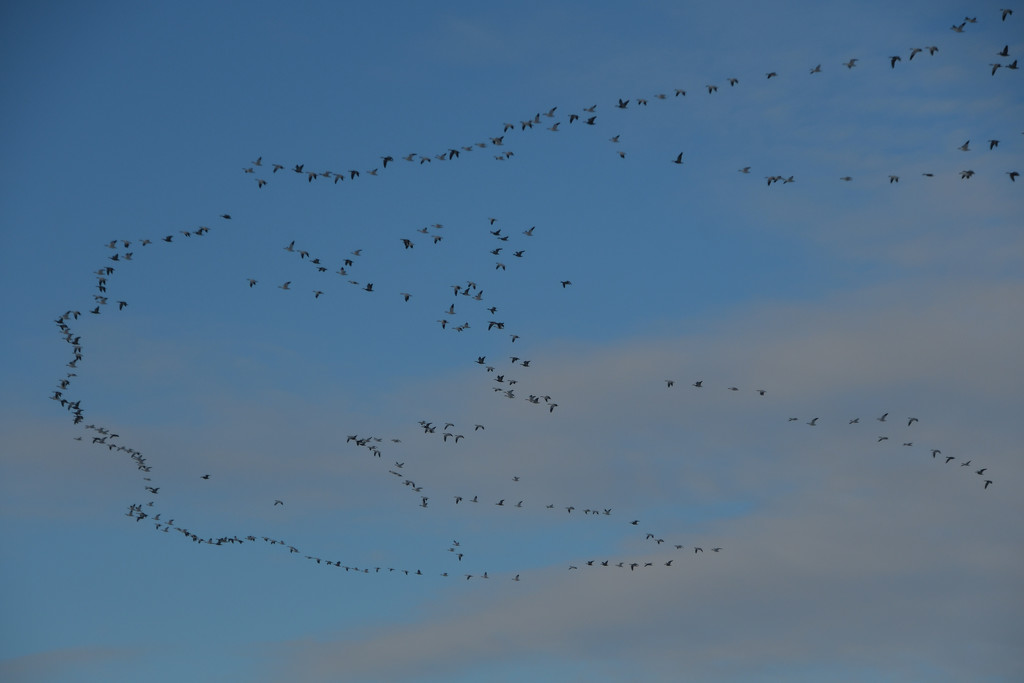 The Snow Geese are Coming by kareenking