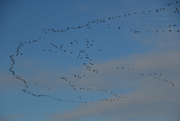 5th Jan 2021 - The Snow Geese are Coming