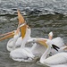 LHG-9057- White Pelicans It`s MINE by rontu