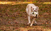 5th Jan 2021 - My Favorite Dog of the Park!