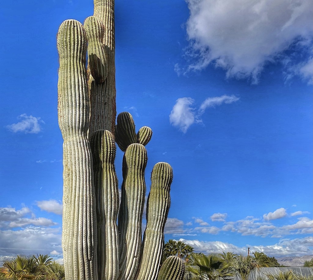Saguaro Cactus by redy4et