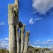 Saguaro Cactus by redy4et