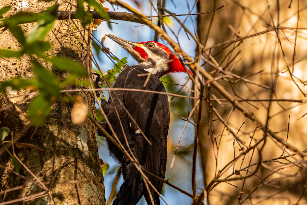 Mr Pileated Busy Poking Holes! by rickster549