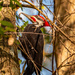 Mr Pileated Busy Poking Holes! by rickster549