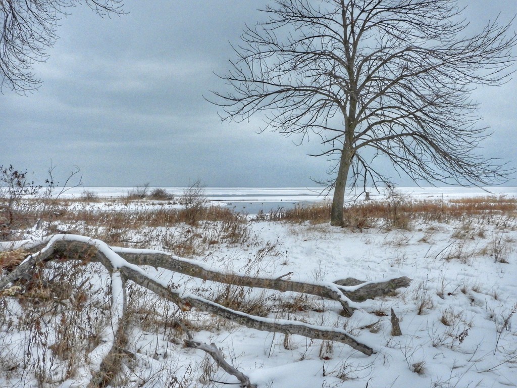 Winter shoreline by amyk