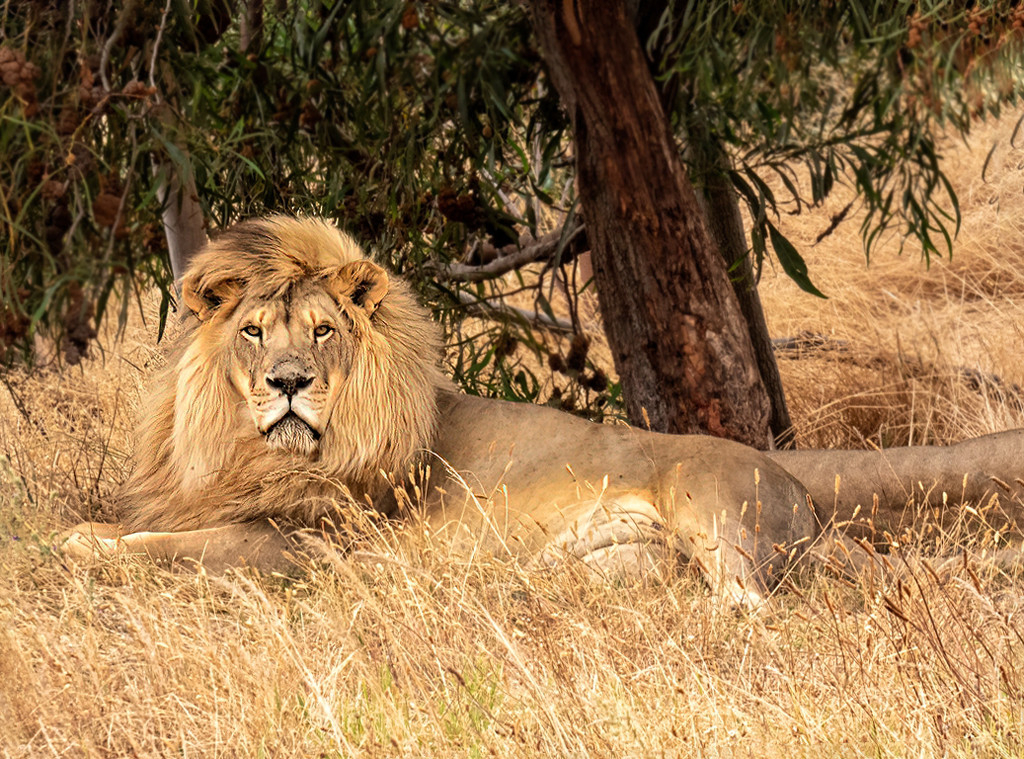 Drakenstein Lion Park by ludwigsdiana