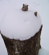 12th Jan 2011 - Snow Squirrel
