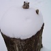 Snow Squirrel by julie