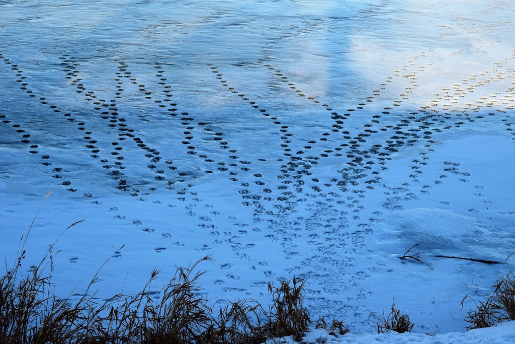 Goose tracks by sandlily