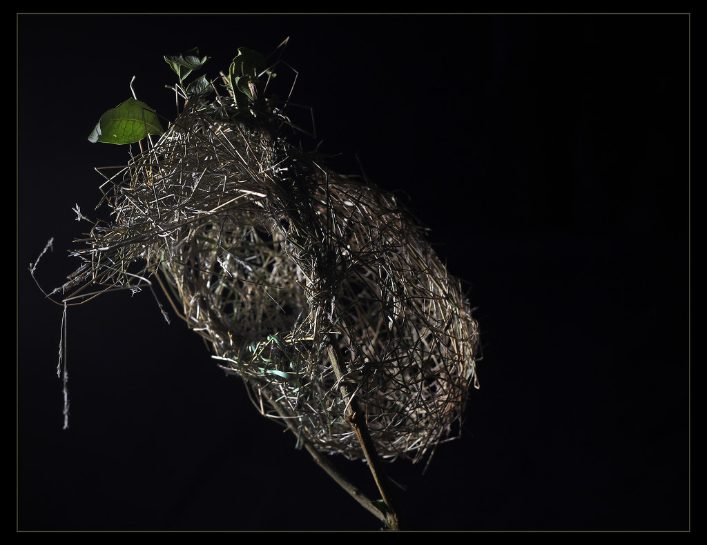 Natures basket.   (Best on black) by sdutoit