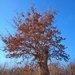 A tree by monikozi