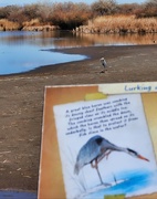 6th Jan 2021 - Great Blue Heron at the Wildlife Preserve