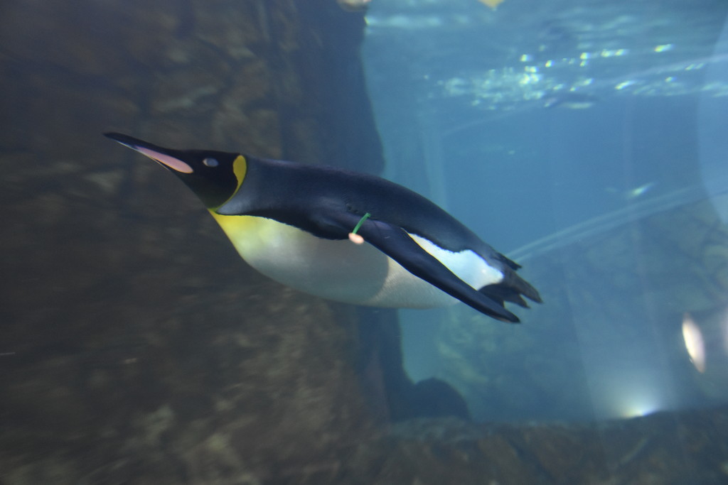 New Penguin Exibit In Our Zoo. by bigdad
