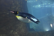 6th Jan 2021 - New Penguin Exibit In Our Zoo.