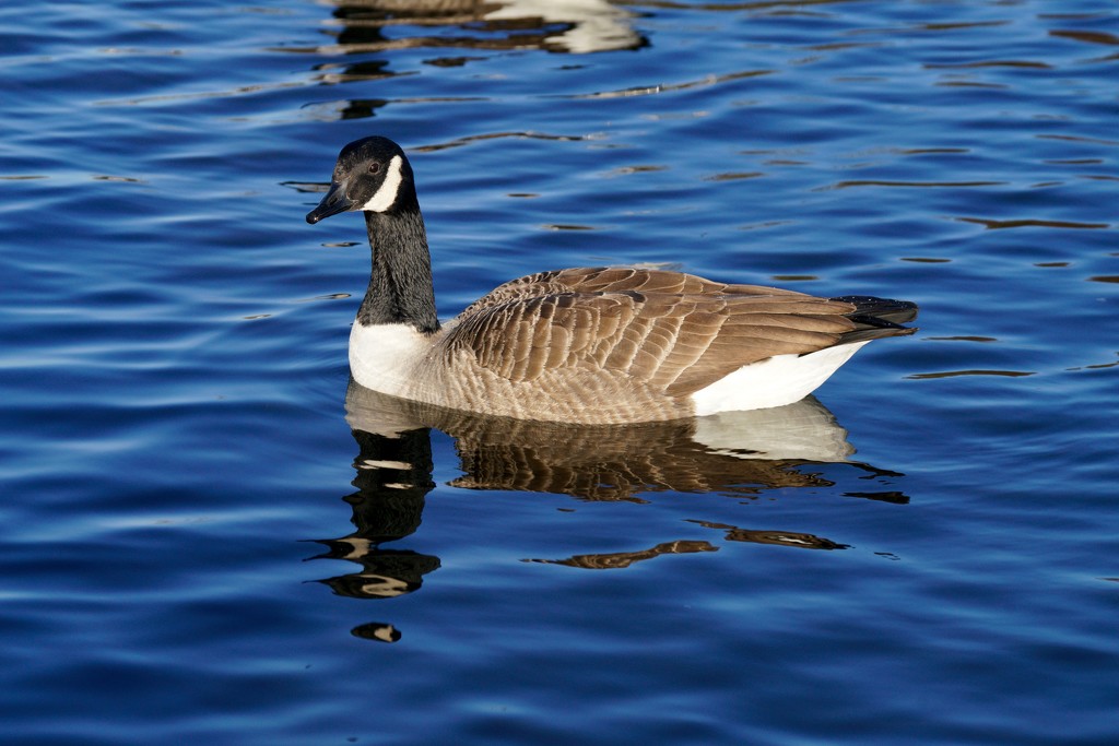CANADA GOOSE  by markp