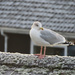 Frozen Seagull by mumswaby
