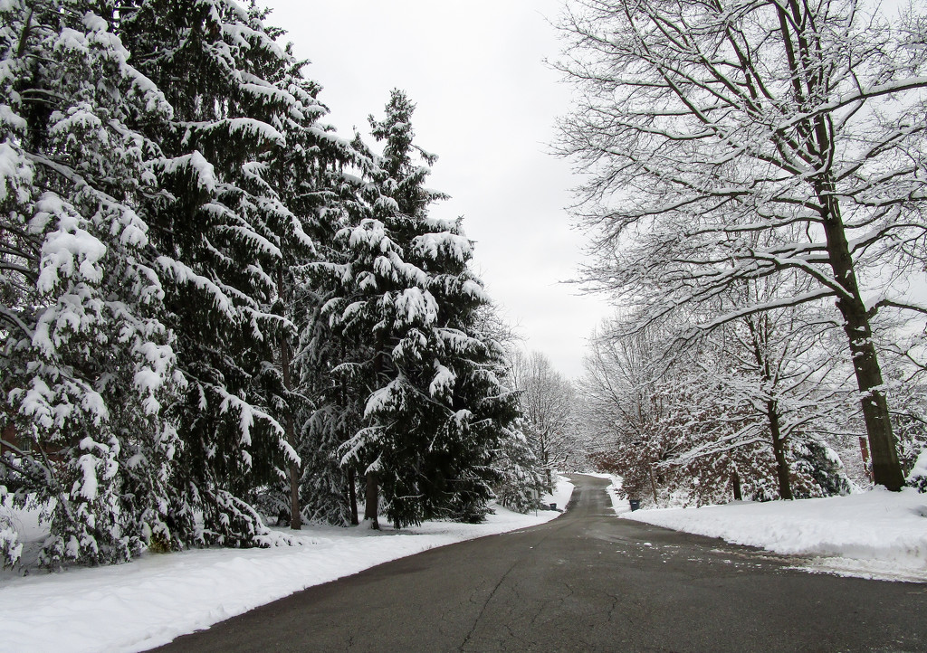 Tree lined street with snow by mittens