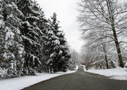 6th Jan 2021 - Tree lined street with snow