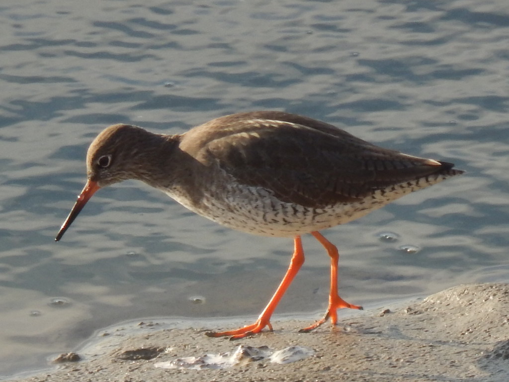 Redshank I Think by moirab