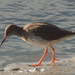 Redshank I Think by moirab