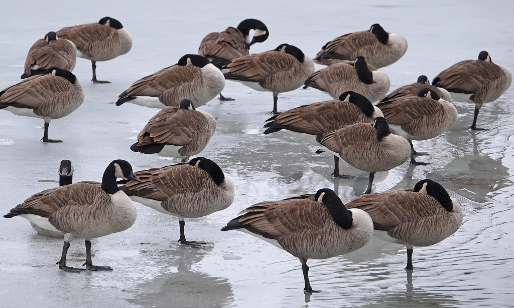 Canada Geese resting by annepann