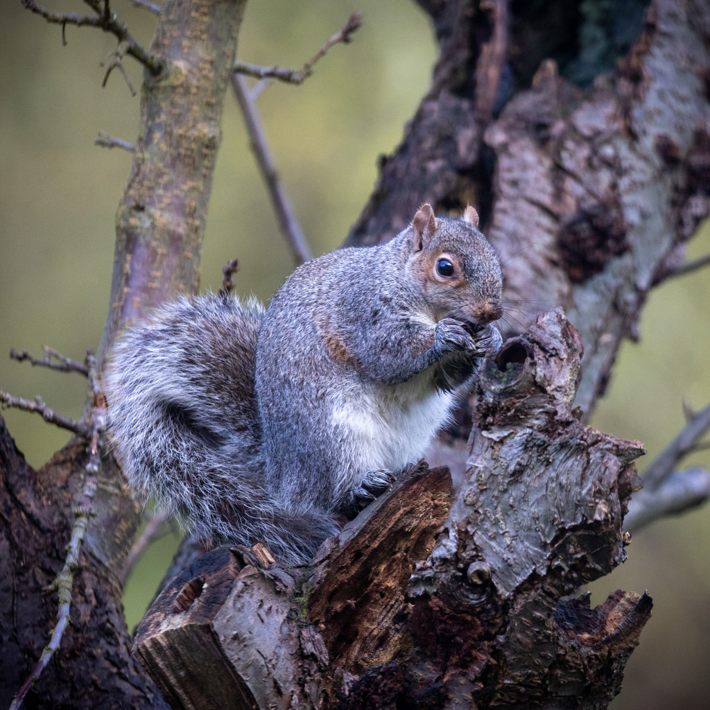 Grey Squirrel by gbeauchamp