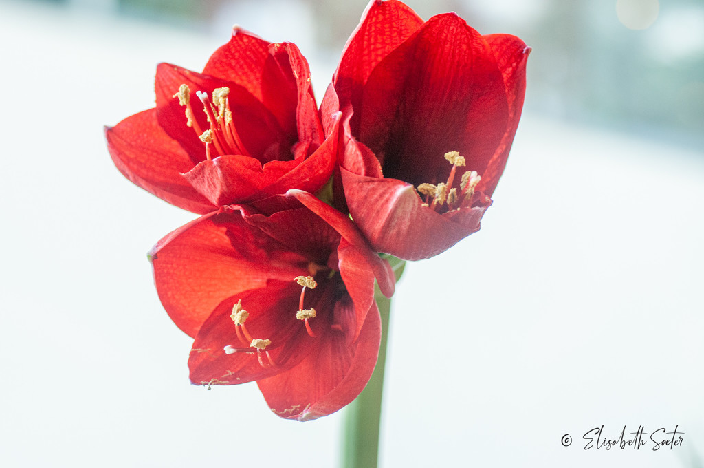 Red Amaryllis by elisasaeter