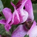 Cyclamen Flower - new iPhone by cataylor41