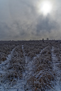 6th Jan 2021 - Tracks in prairie fields