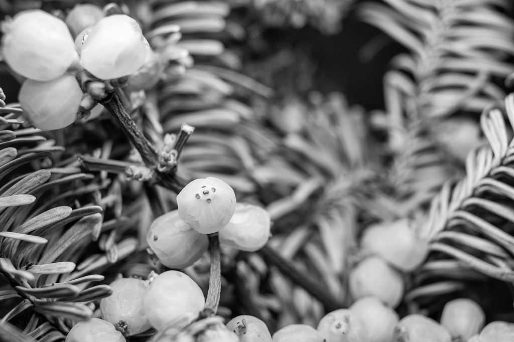 Mistletoe by jborrases