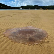 7th Jan 2021 -  Giant Jellyfish ~  