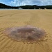  Giant Jellyfish ~   by happysnaps
